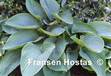 Hosta Empress Wu